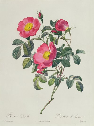 रोजा लमीला द्वारा Pierre Joseph Redouté
